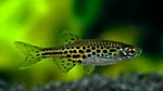 Leopard danio in the grass